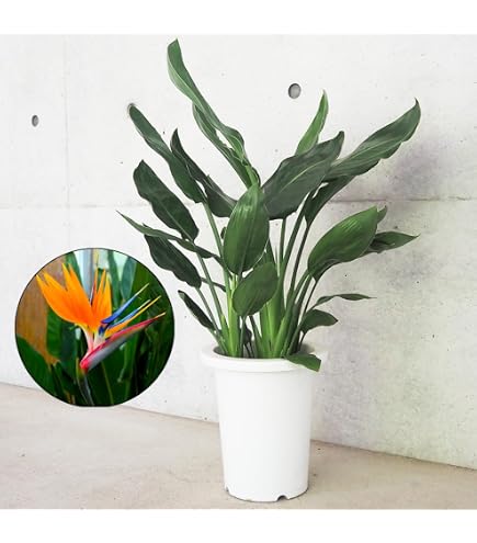 Amazon.co.jp: ストレリチア レギネ 極楽鳥花 苗 D : DIY・工具・ガーデン